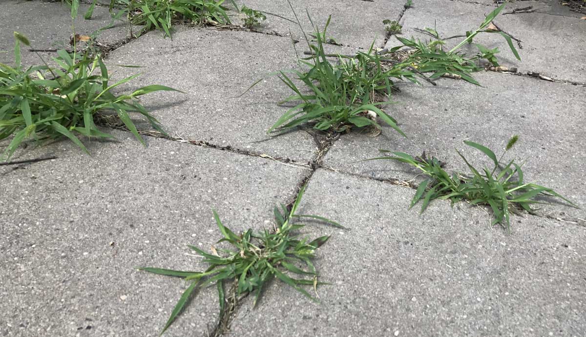 how to kill weeds on patio