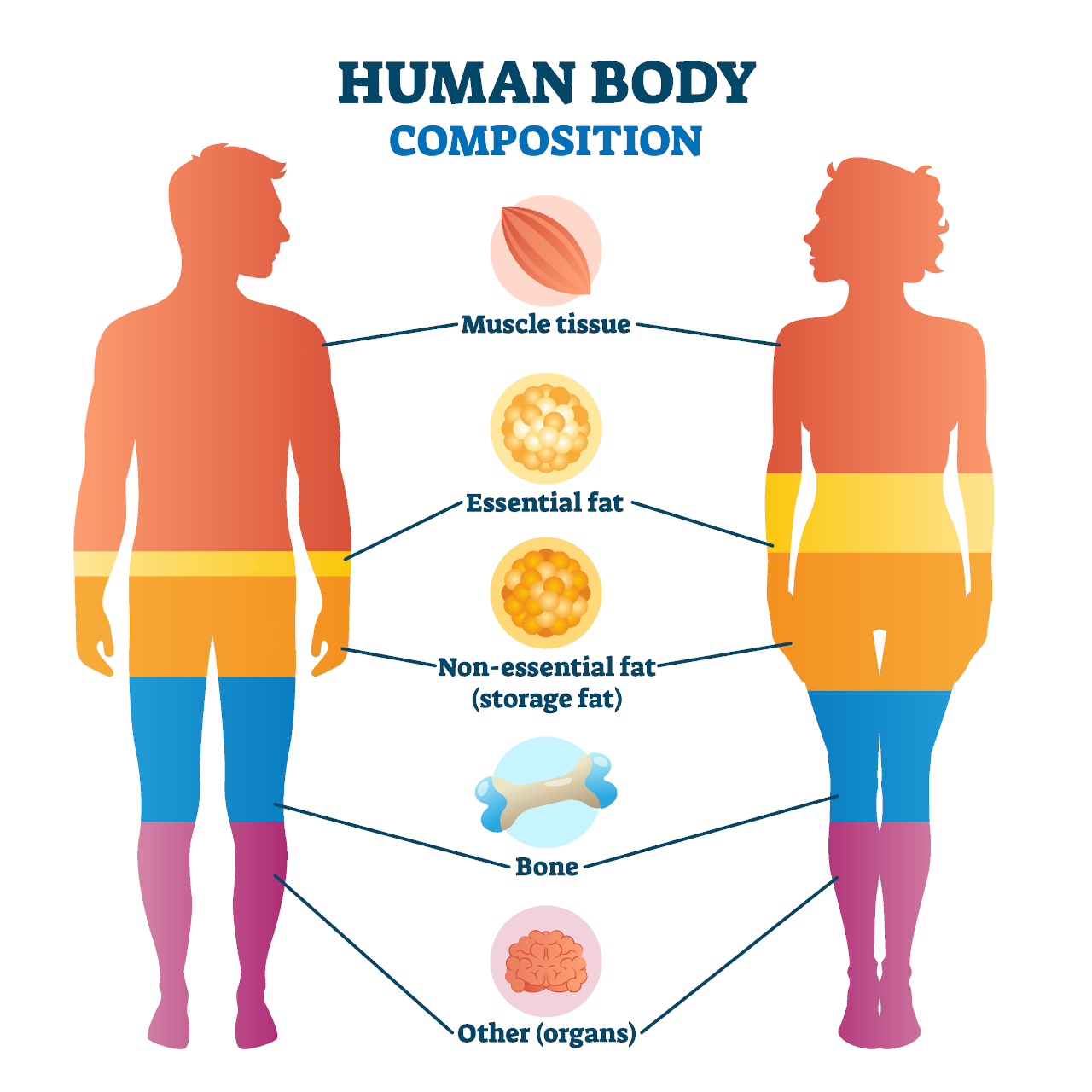 Body Fat Calculator - 5 Ways to Find Body Fat Percentage